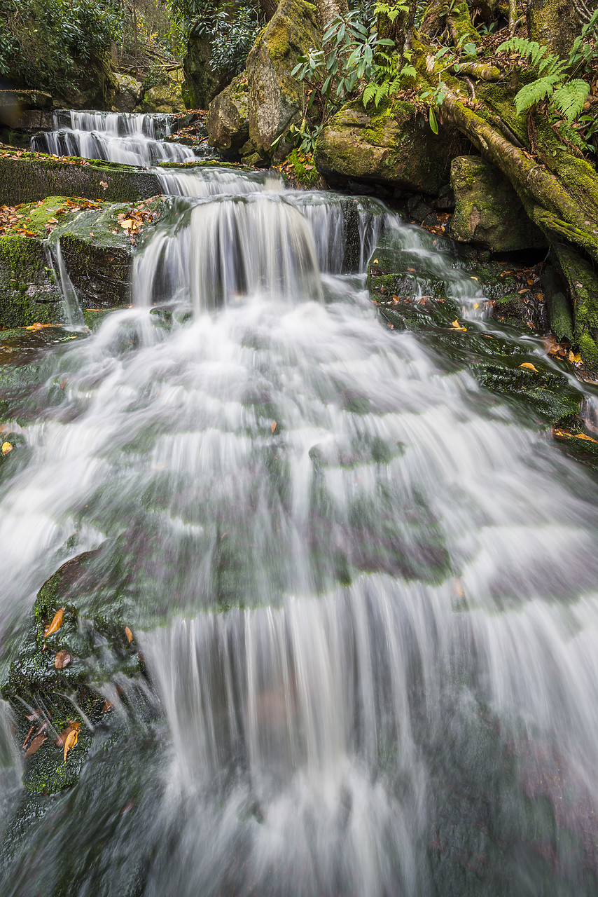 #130360-2 - Elakala Falls, Blackwater Falls State Park, West Virginia, USA