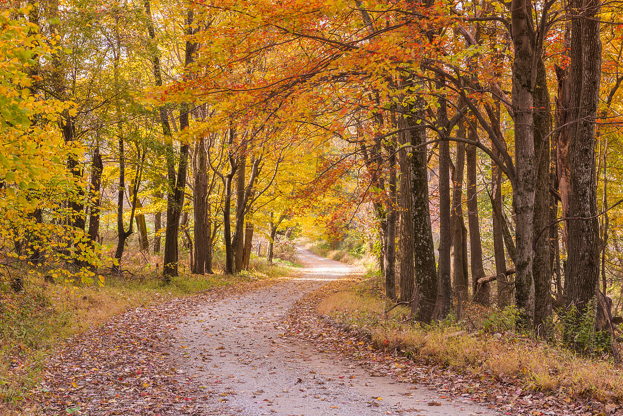 #130371-1 - Country Lane in Autumn, Shenandoah National Park, Virginia, USA