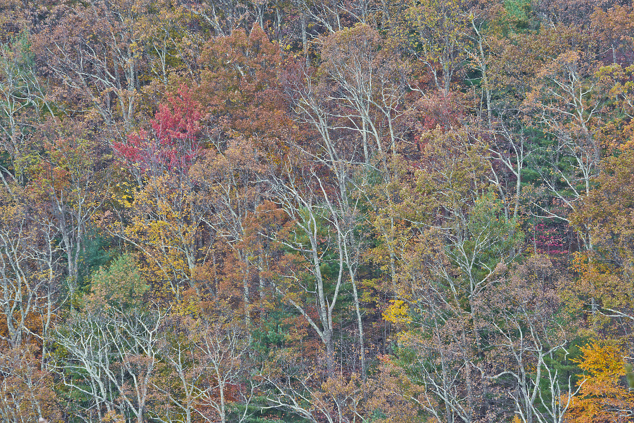 #130372-1 - Autumn Trees, Blue Ridge Mountains, Shenandoah National Park, Virginia, USA
