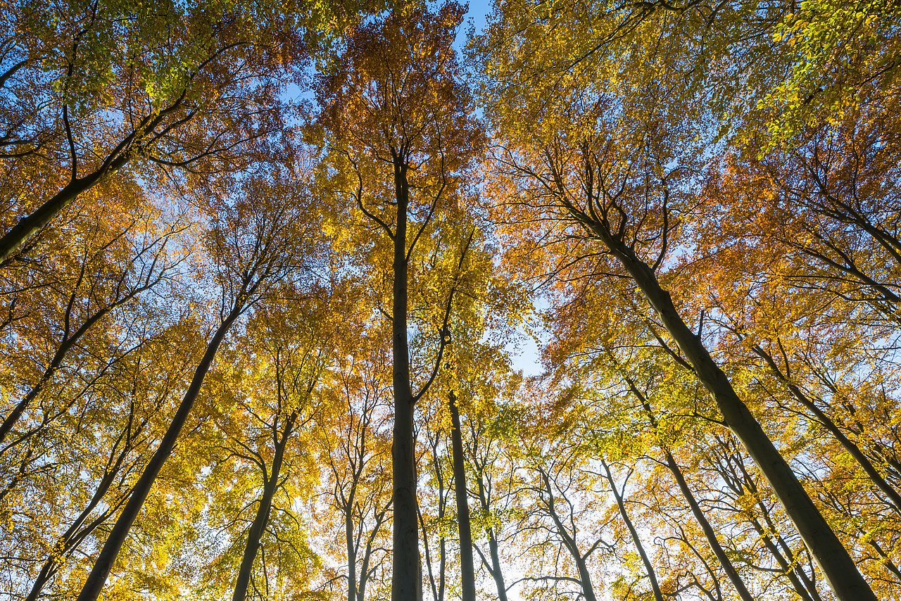 #130401-1 - Towering Autumn Trees, Thetford Forest, Norfolk, England