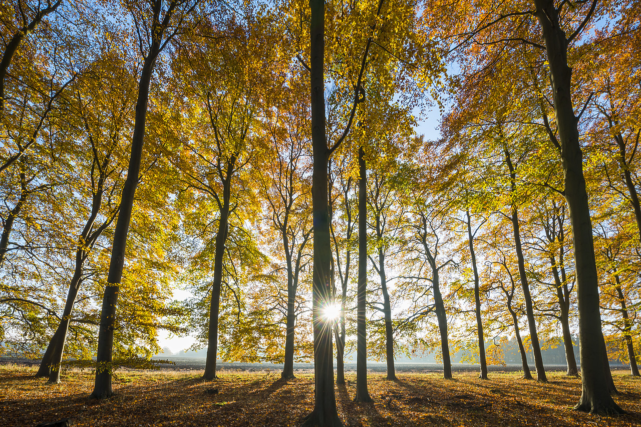 #130402-1 - Sunburst Through Autumn Trees, Thetford Forest, Norfolk, England