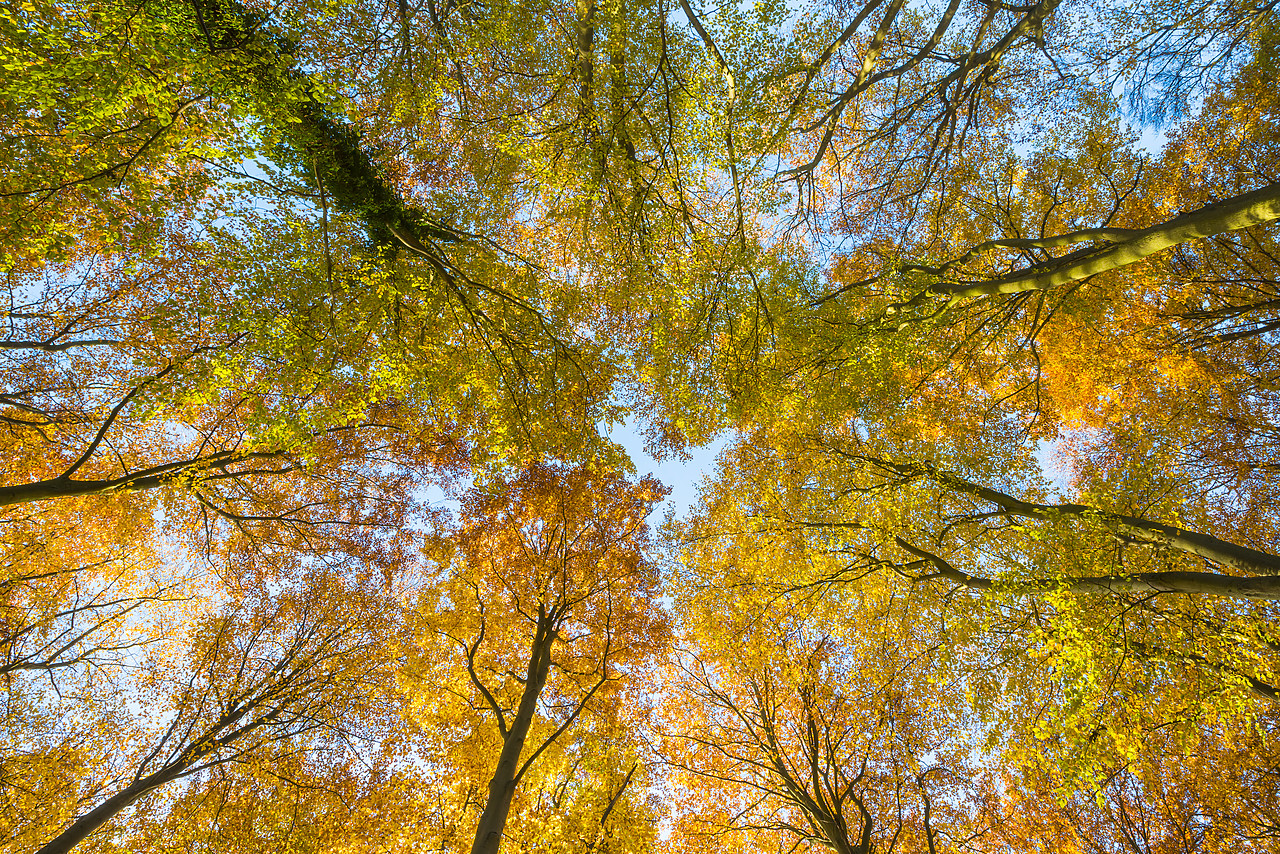 #130403-1 - Autumn Beech Tree Canopy, Thetford Forest, Norfolk, England