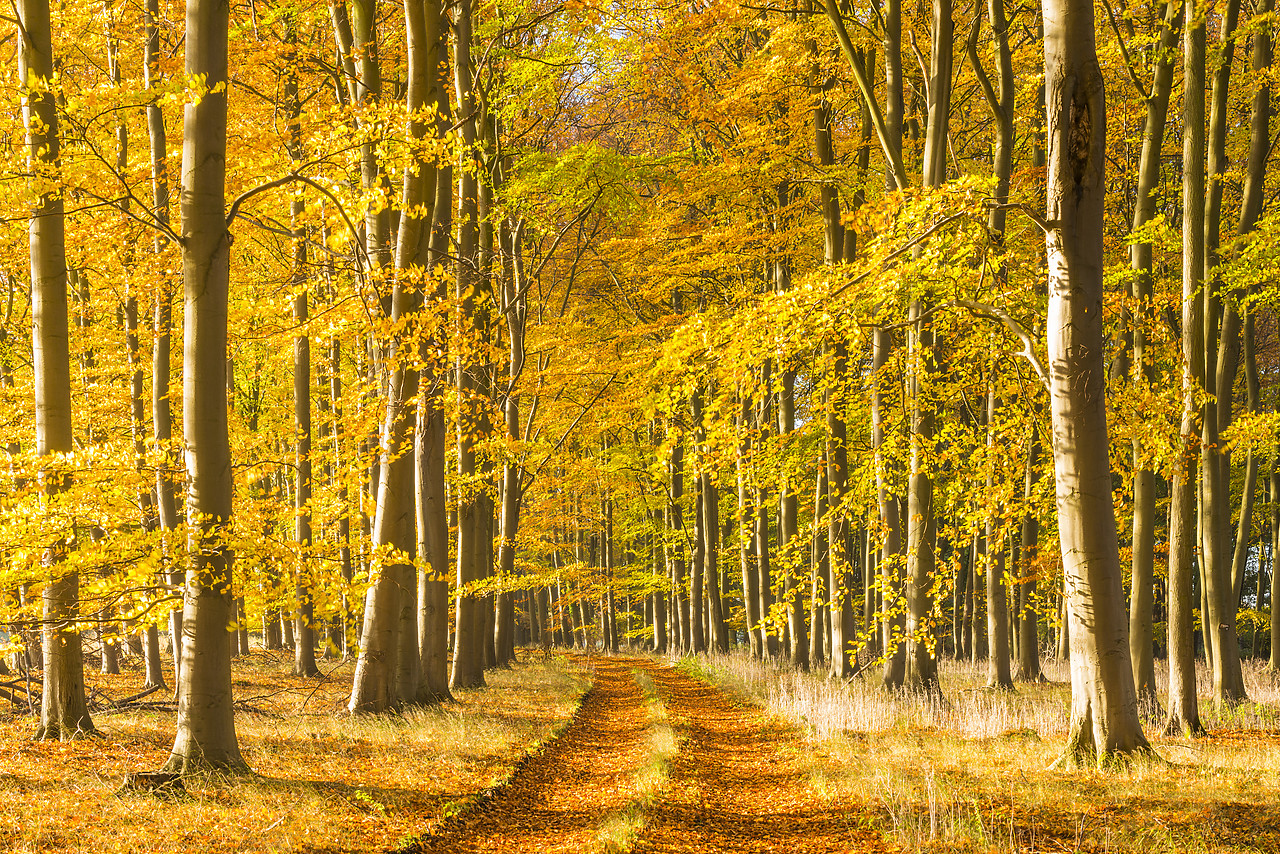 #130404-1 - Country Lane in Autumn, Thetford Forest, Norfolk, England
