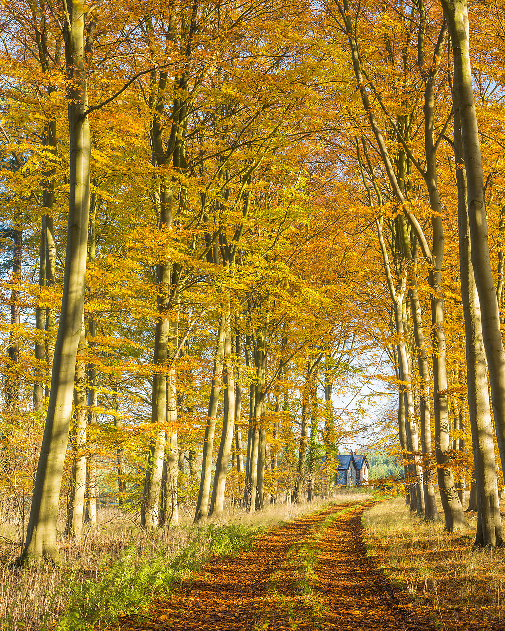 #130405-1 - Country Lane Leading to Cottage in Autumn, Thetford Forest, Norfolk, England