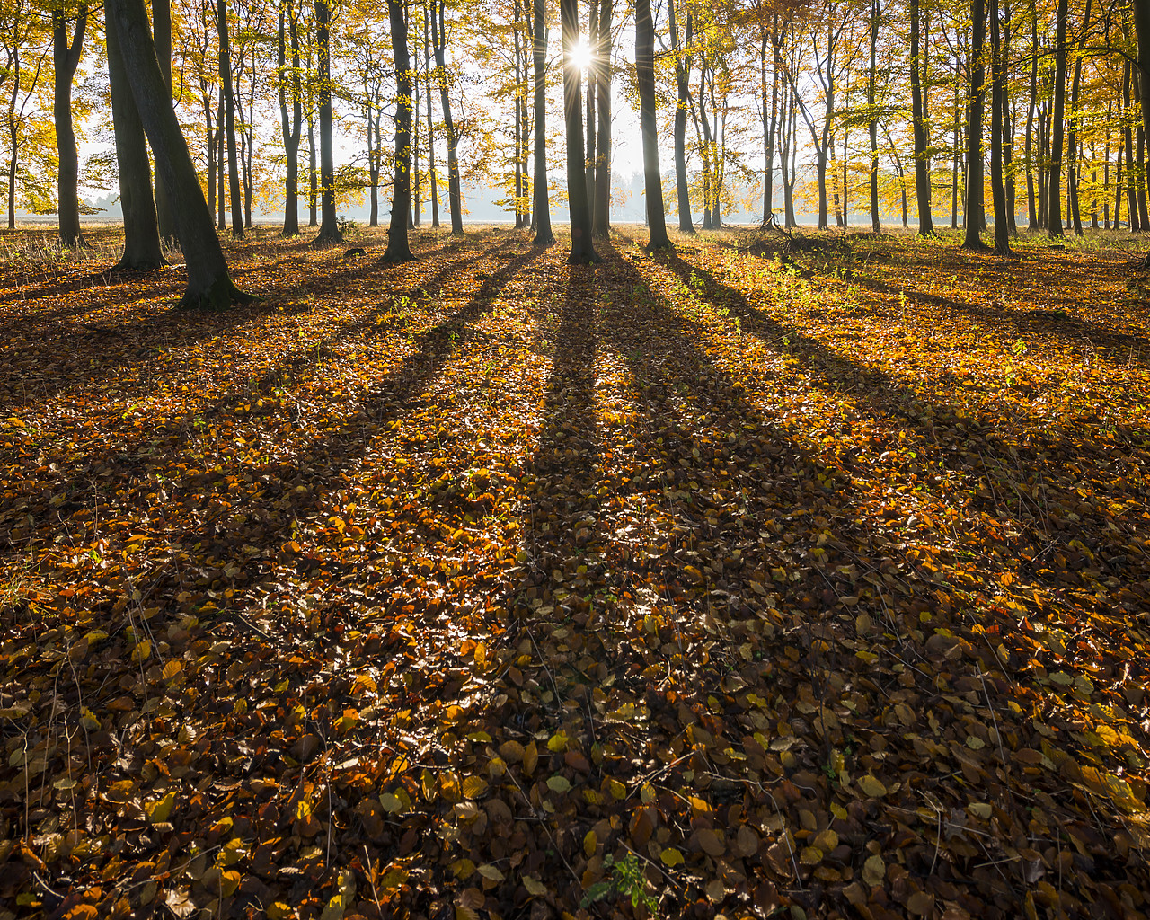 #130406-1 - Sunburst Through Autumn Beech Trees, Thetford Forest, Norfolk, England