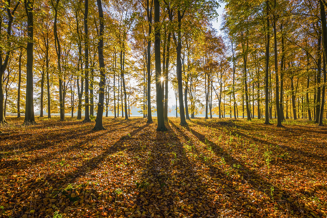 #130407-1 - Sunburst Through Autumn Beech Trees, Thetford Forest, Norfolk, England