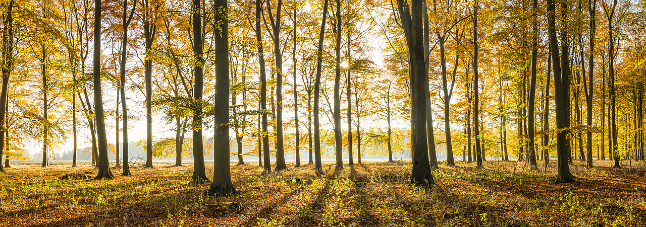 #130408-1 - Beech Trees in Autumn, Thetford Forest, Norfolk, England