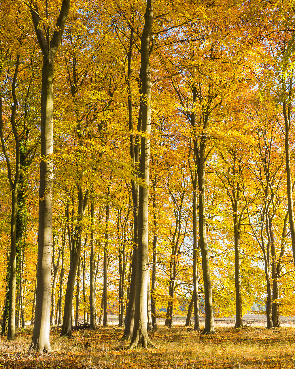 #130409-1 - Beech Trees in Autumn, Thetford Forest, Norfolk, England