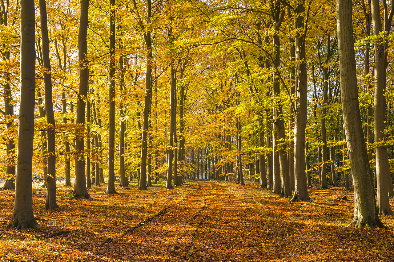 #130410-1 - Country Lane in Autumn, Thetford Forest, Norfolk, England