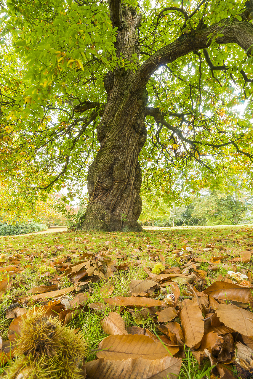 #130412-1 - Sweet Chestnut Tree in Autumn, Tatton Park, Cheshire, England