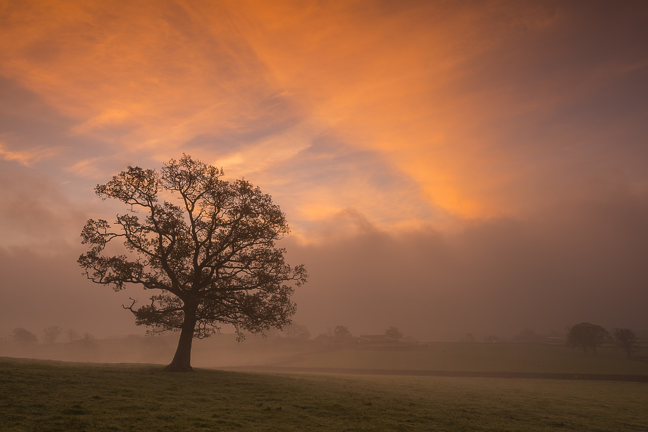 #140059-1 - Tree in Mist at Sunrise, Dorset, England