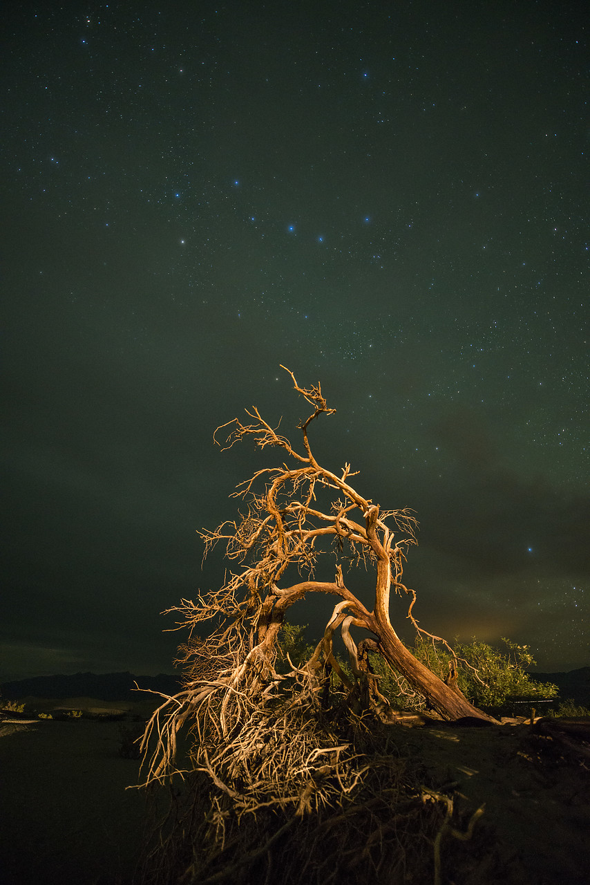 #140130-1 - Dead Tree & Stars, Death Valley National Park, California, USA