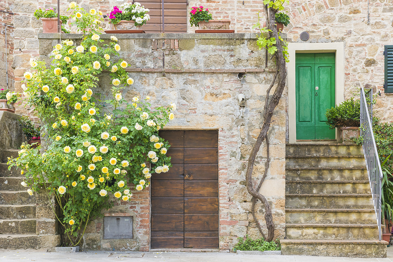 #140175-1 - Roses & Green Door, Montichiello, Tuscany, Italy