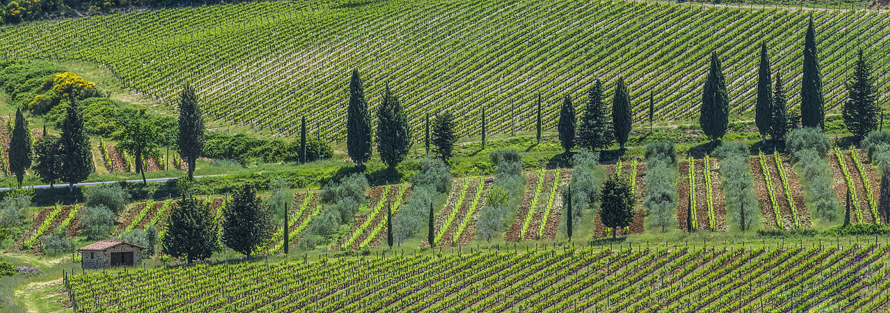 #140182-2 - Vineyard & Cypress Trees, Tuscany, Italy