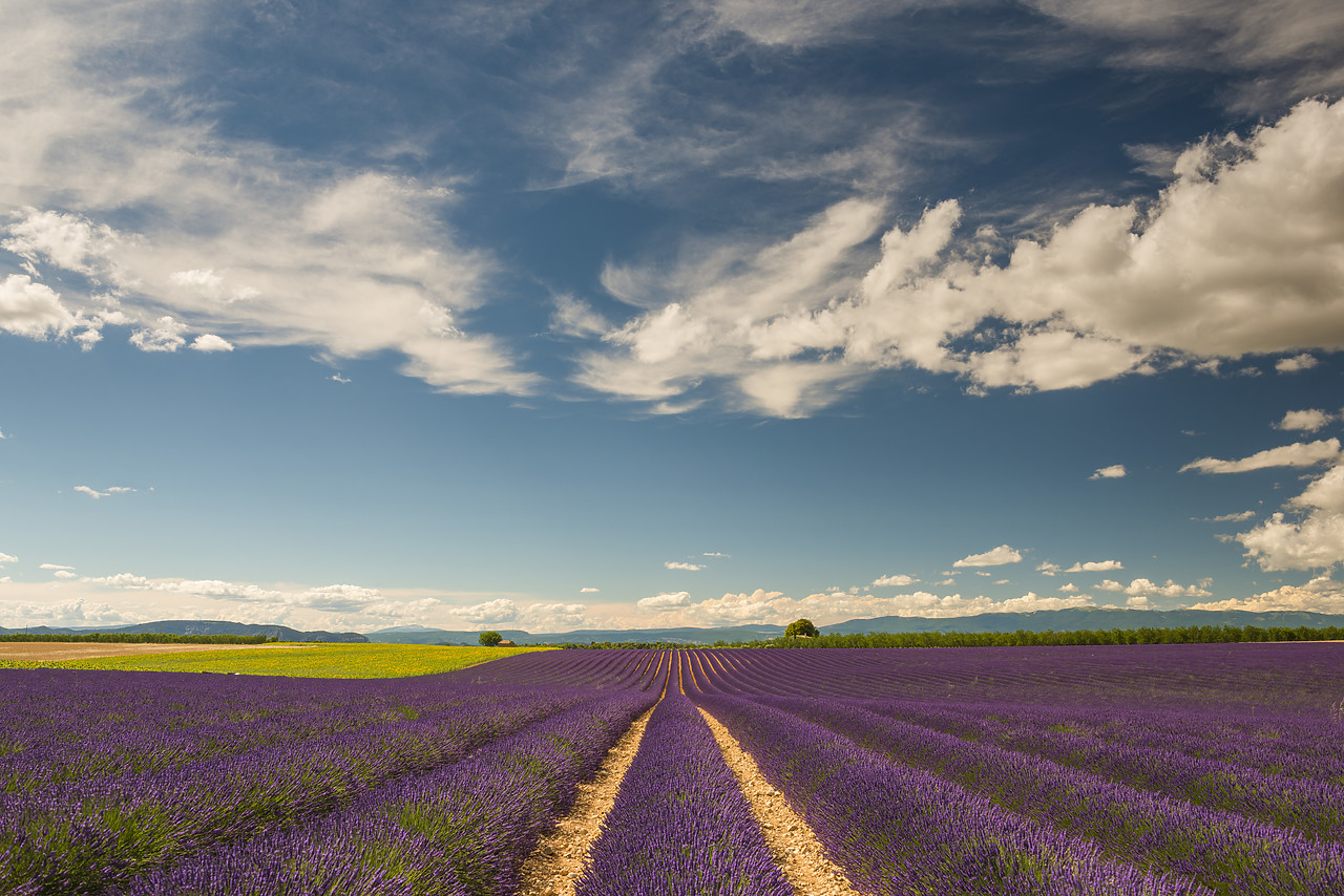 #140244-1 - Cloudscape Over Lavender Fields, Provence, France