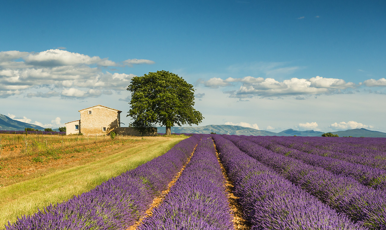 #140246-1 - Lavender Field & Villa, Provence, France