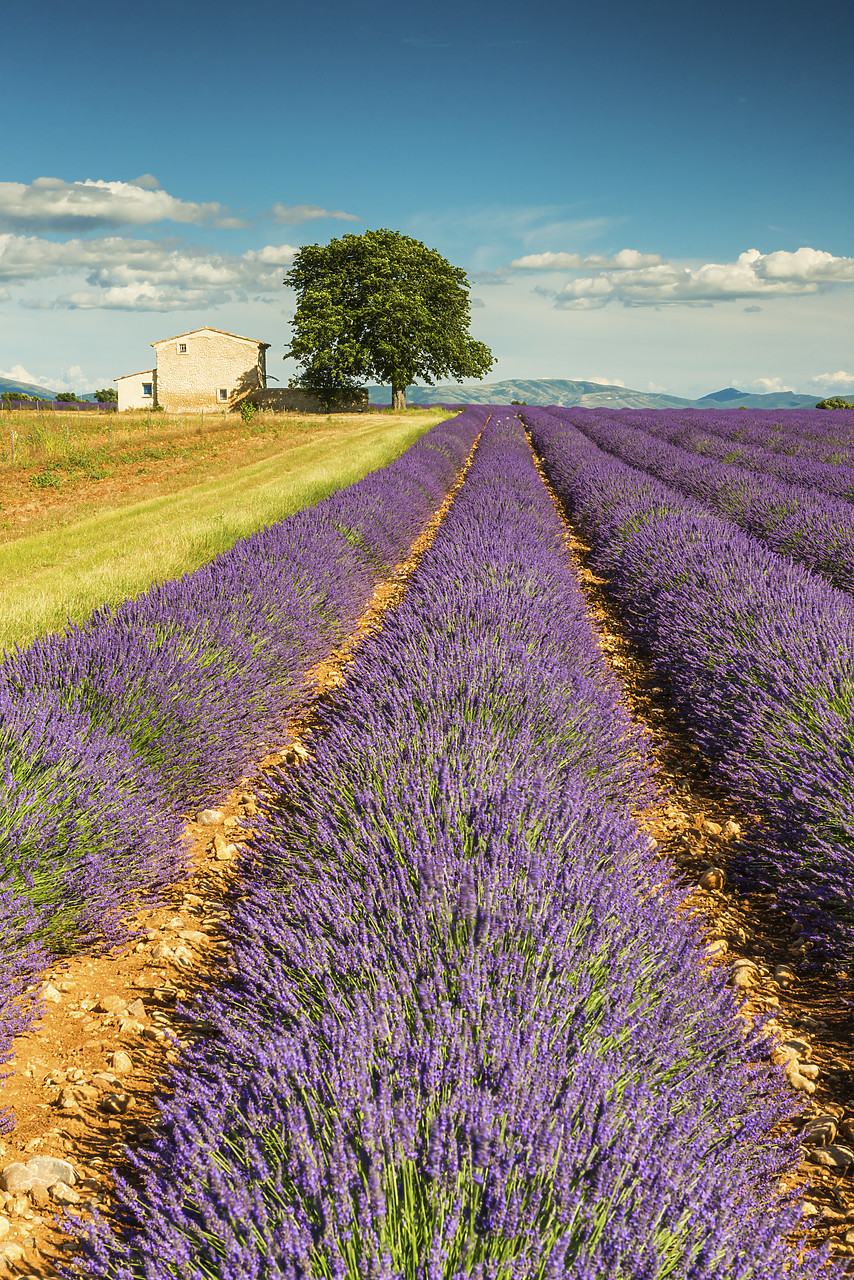 #140246-2 - Lavender Field & Villa, Provence, France