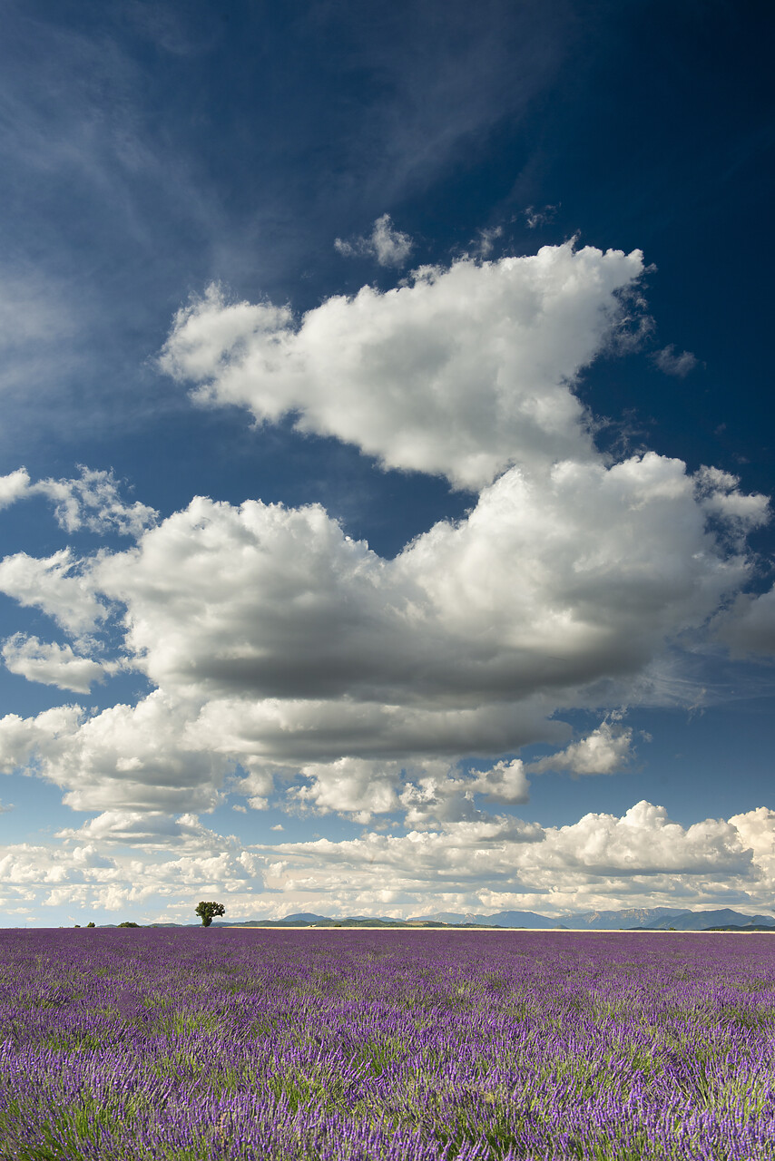 #140248-1 - Cloudscape Over Lavender Field, Provence, France