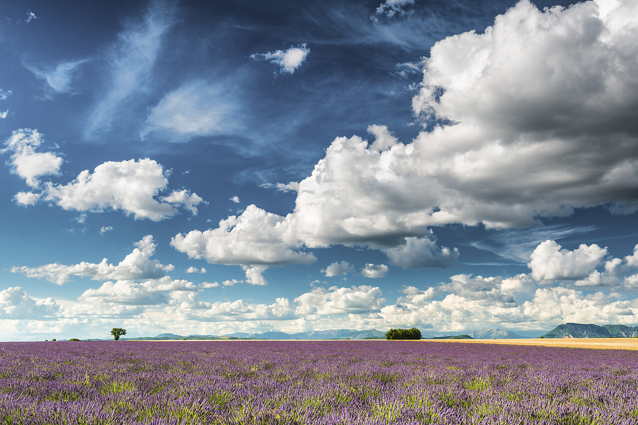 #140249-1 - Cloudscape Over Lavender Field, Provence, France