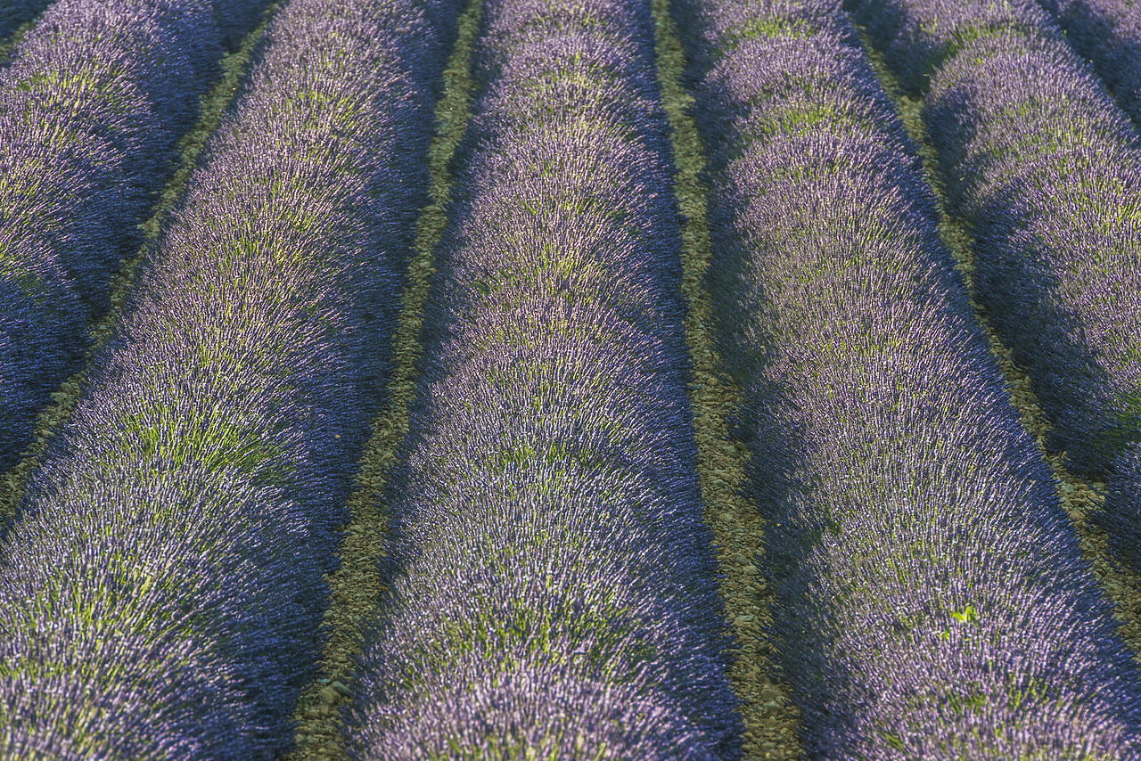 #140250-1 - Rows of Lavender, Provence, France