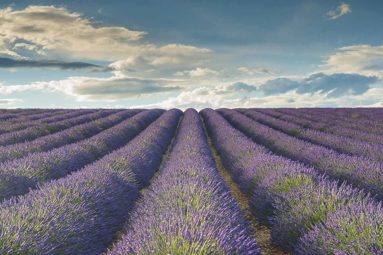 #140251-1 - Lavender Field, Provence, France