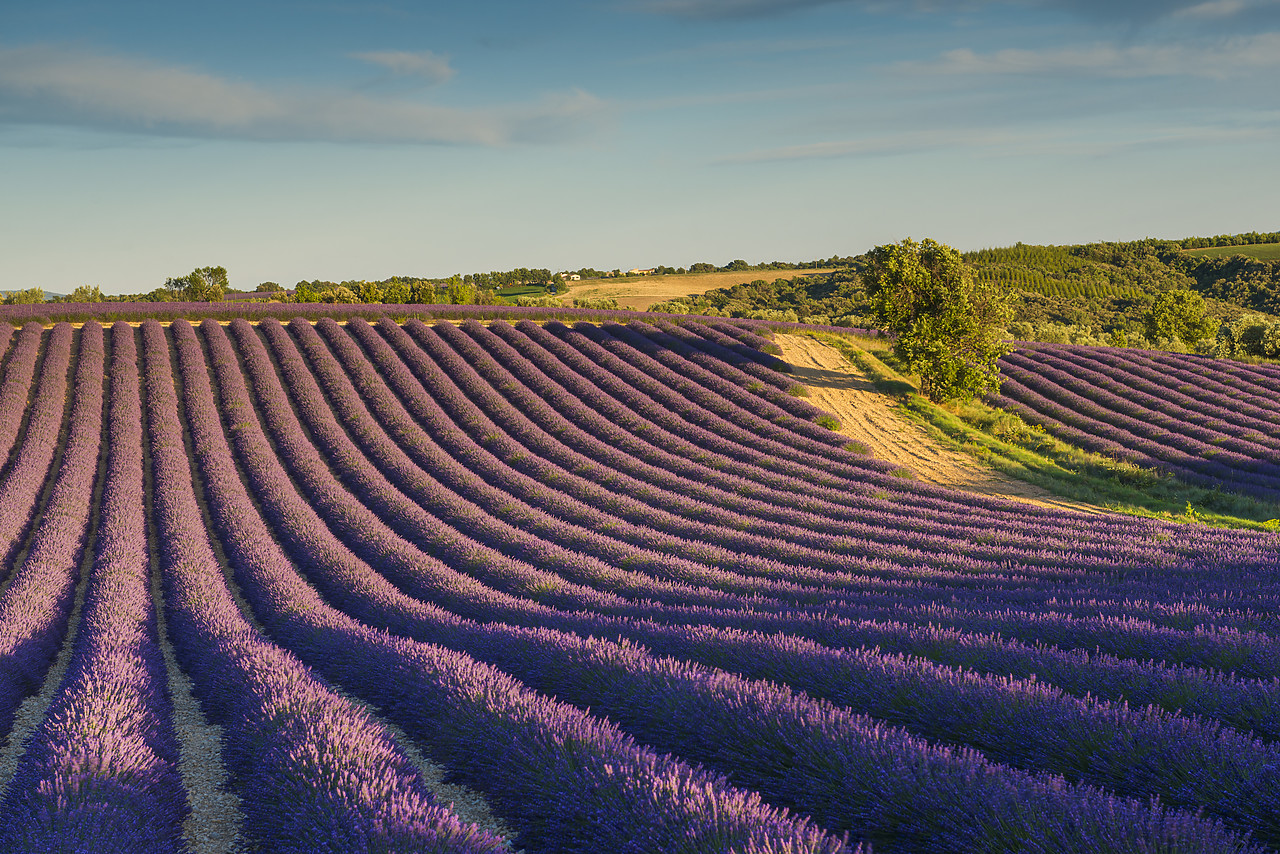 #140252-1 - Lavender Fields, Provence, France