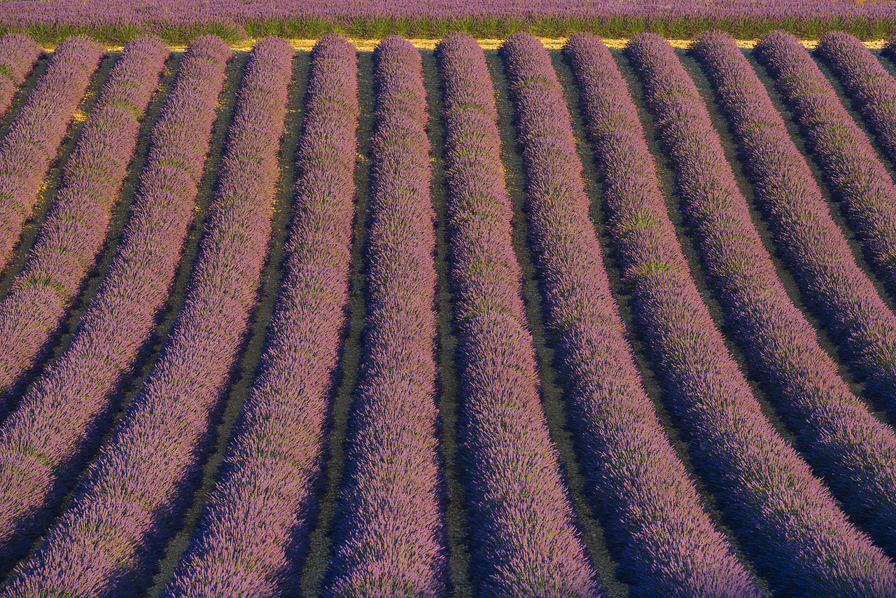 #140253-1 - Rows of Lavender, Provence, France