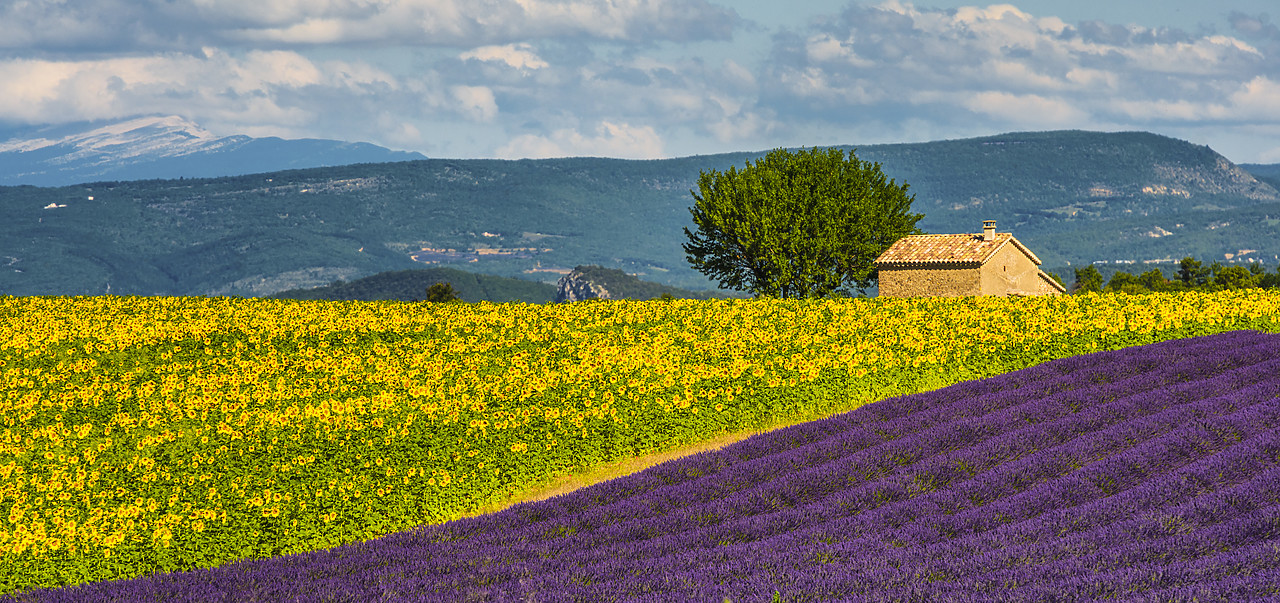 #140256-3 - Lavender & Sunflower Fields, Provence, France