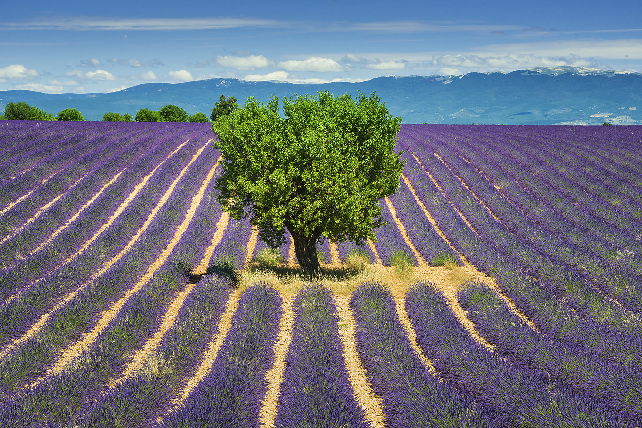 #140258-1 - Tree in Field of Lavender, Provence, France