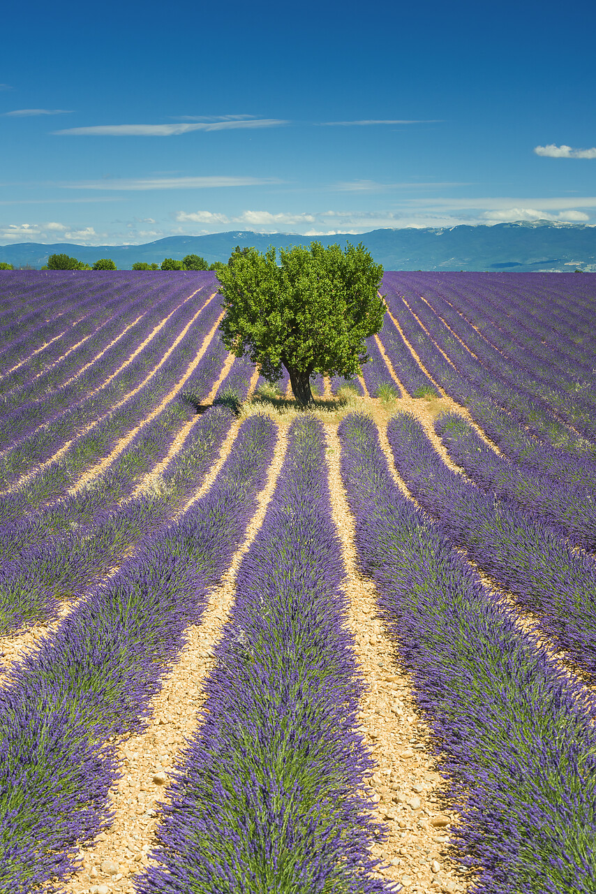 #140258-2 - Tree in Field of Lavender, Provence, France