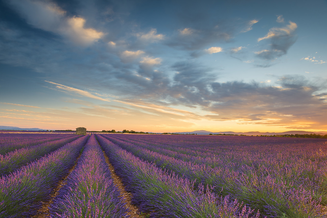 #140259-1 - Evening Light Over Lavender Field, Provence, France