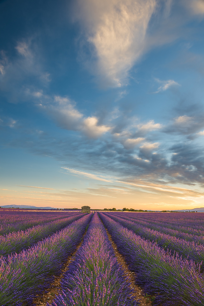 #140259-2 - Evening Light Over Lavender Field, Provence, France