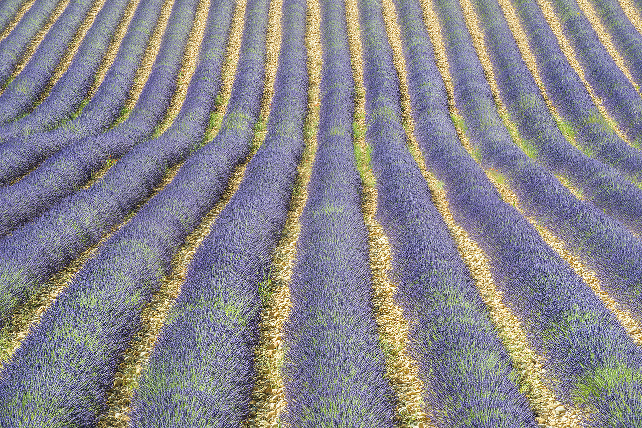 #140260-1 - Rows of Lavender, Provence, France