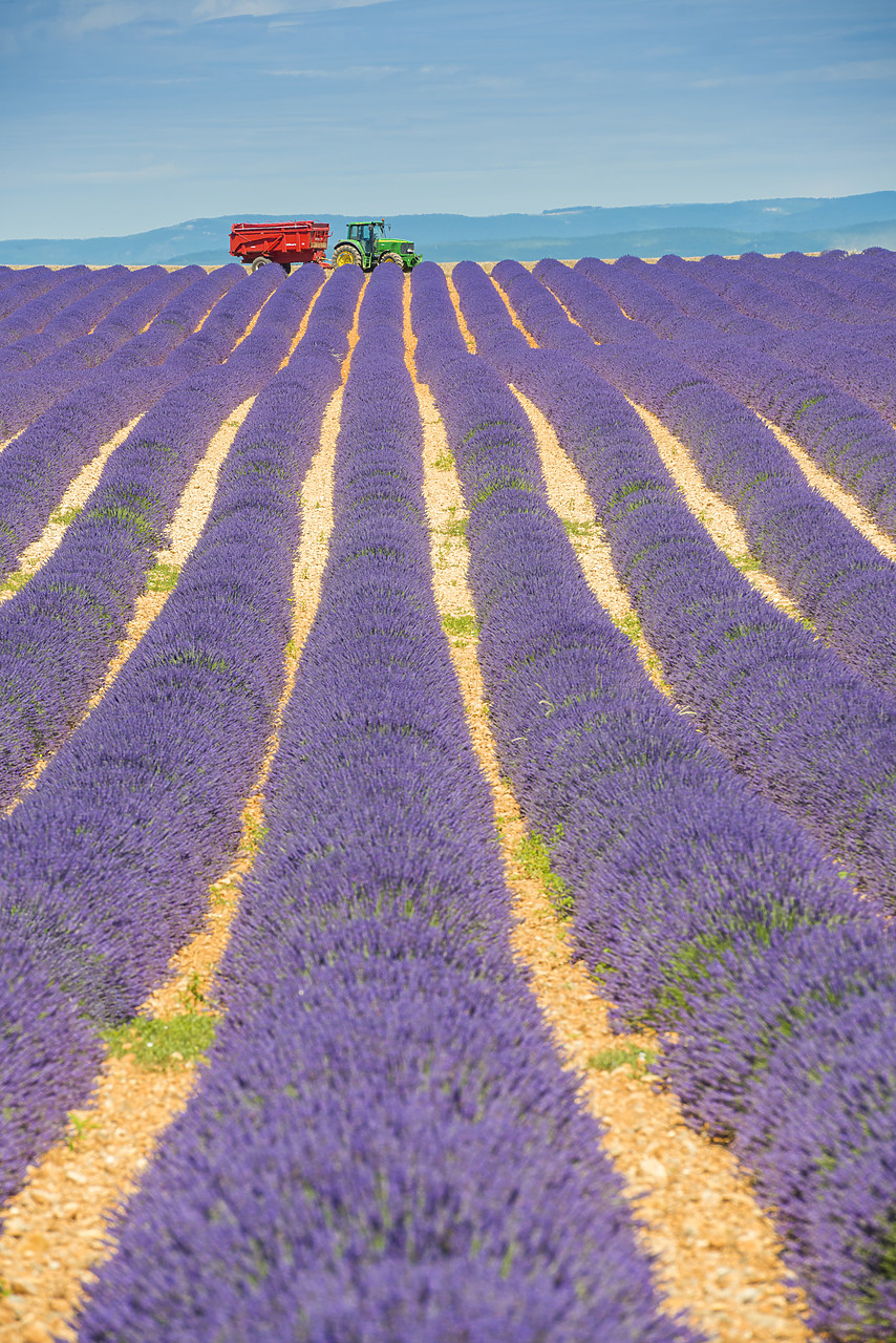 #140262-1 - Tractor in Field of Lavender, Provence, France