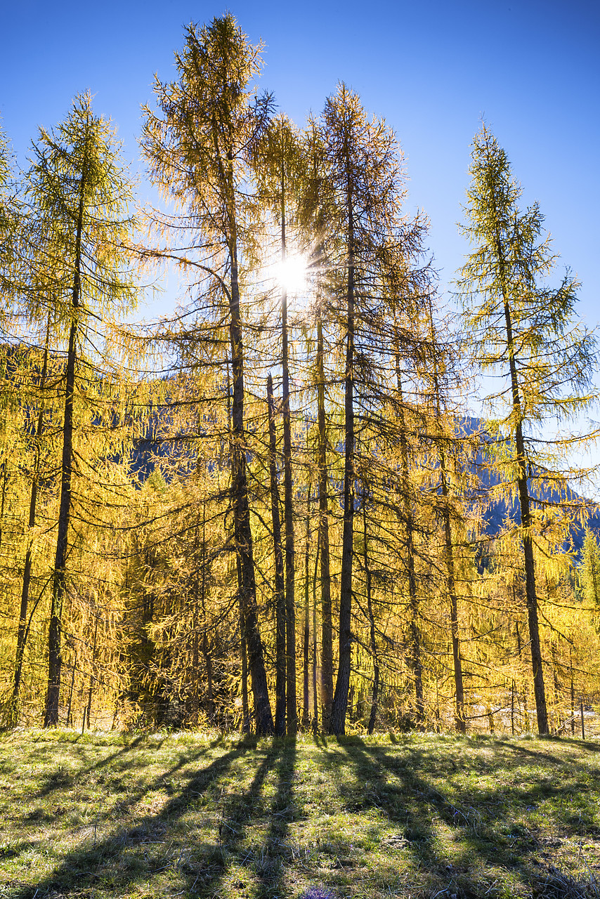 #140371-1 - Larch Trees in Autumn,  Dolomites, South Tyrol, Italy