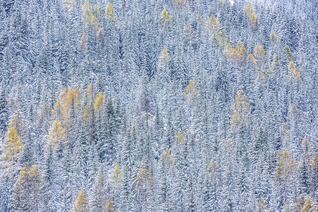 #140397-1 - Snow-covered Pine Trees, Dolomites, South Tyrol, Italy