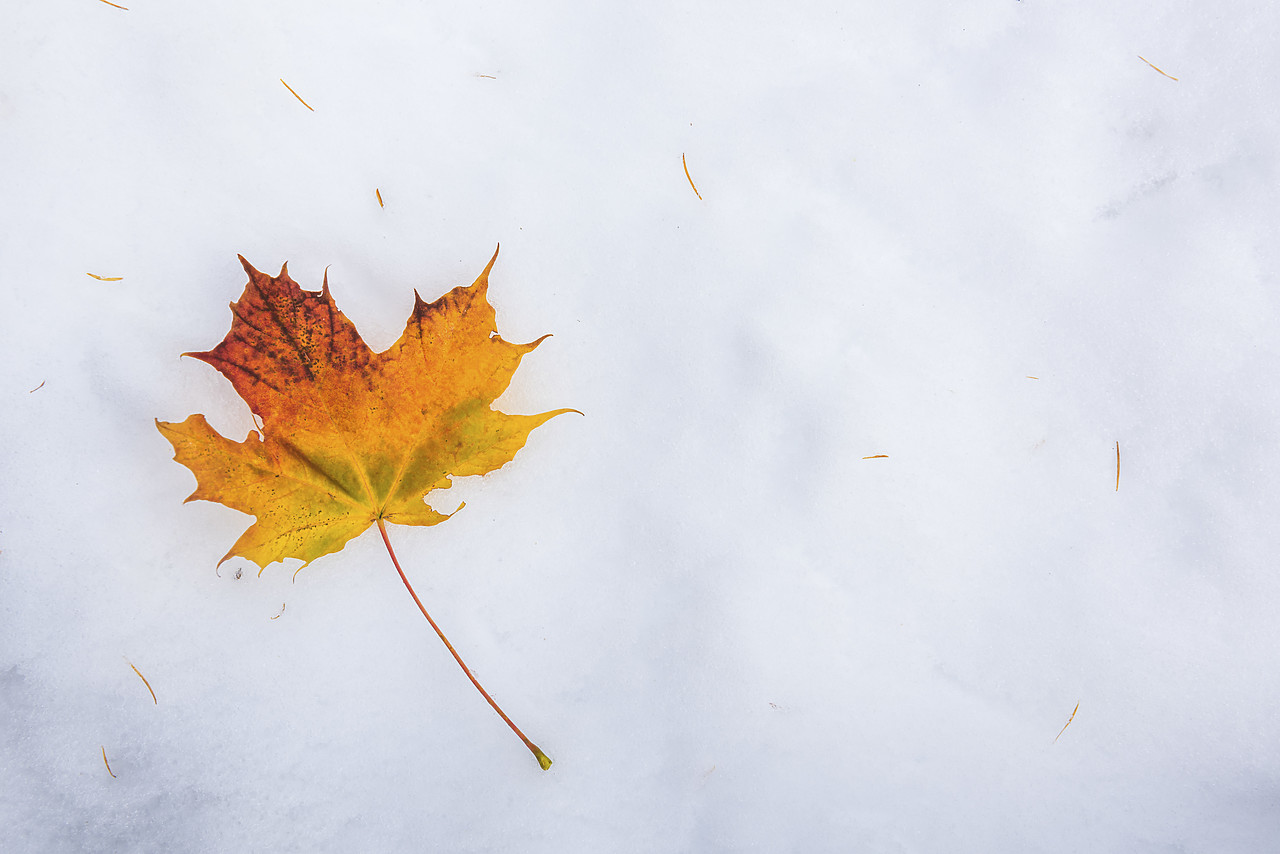 #140398-1 - Autumn Maple Leaf in Snow, South Tyrol, Italy