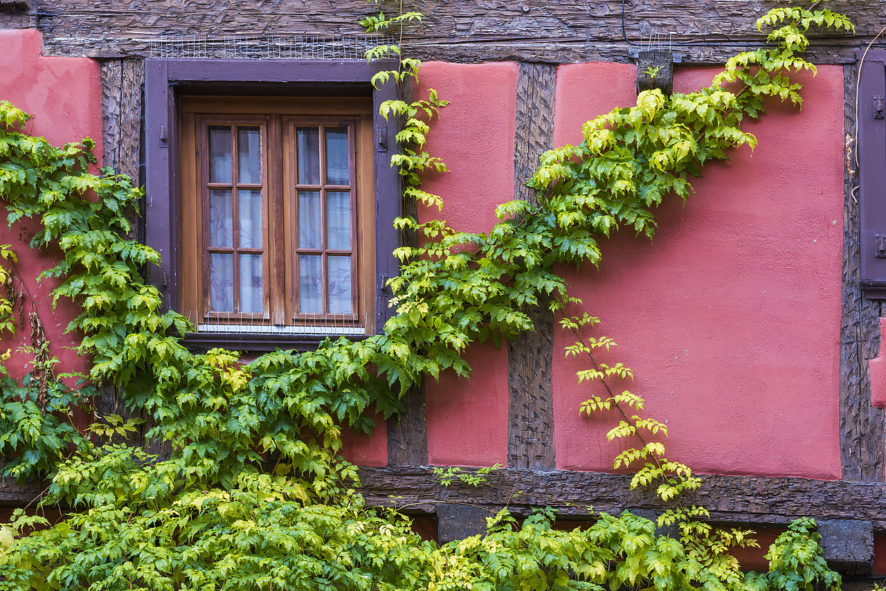 #140419-1 - Window & Ivy, Riquewihr, Alsace, France