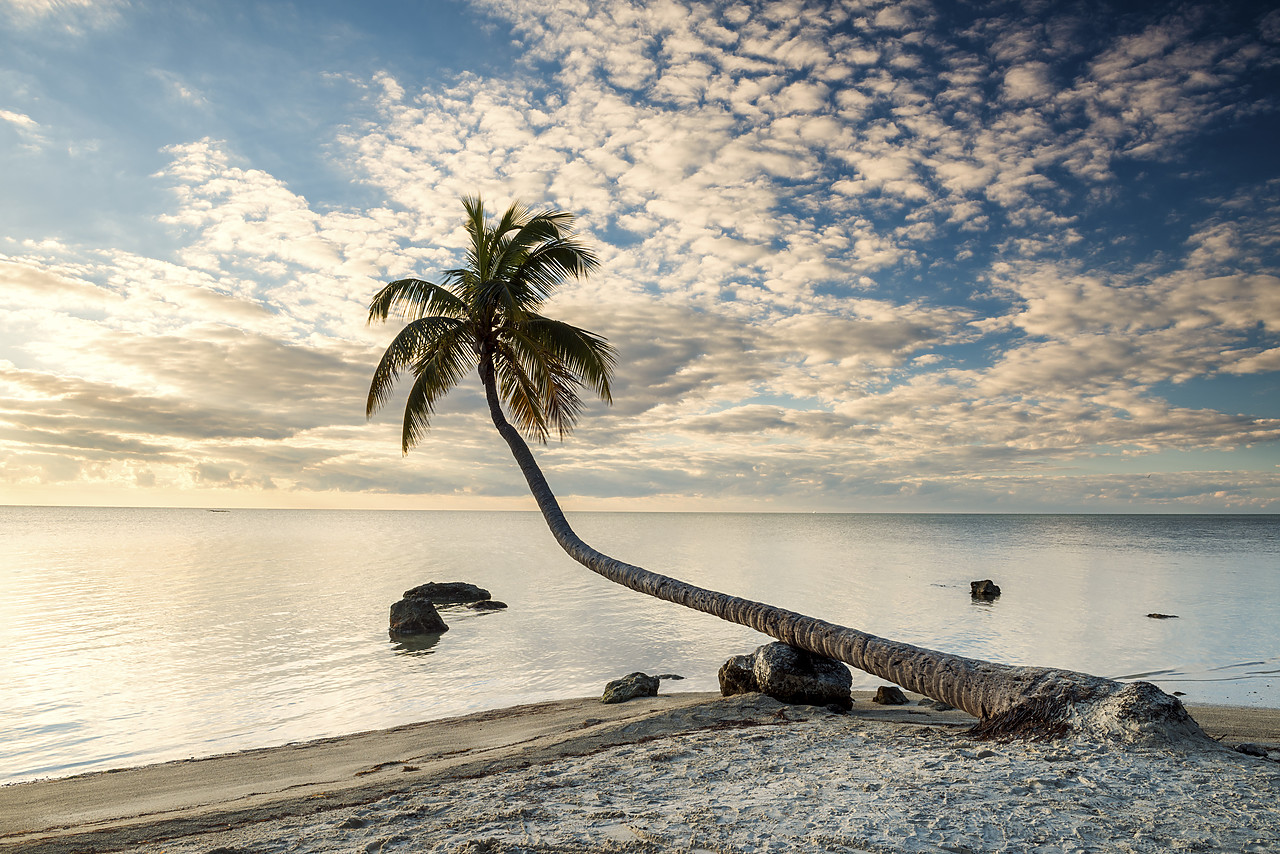 #140485-1 - Lenticular Palm Tree,  Islamorada, Florida Keys, USA