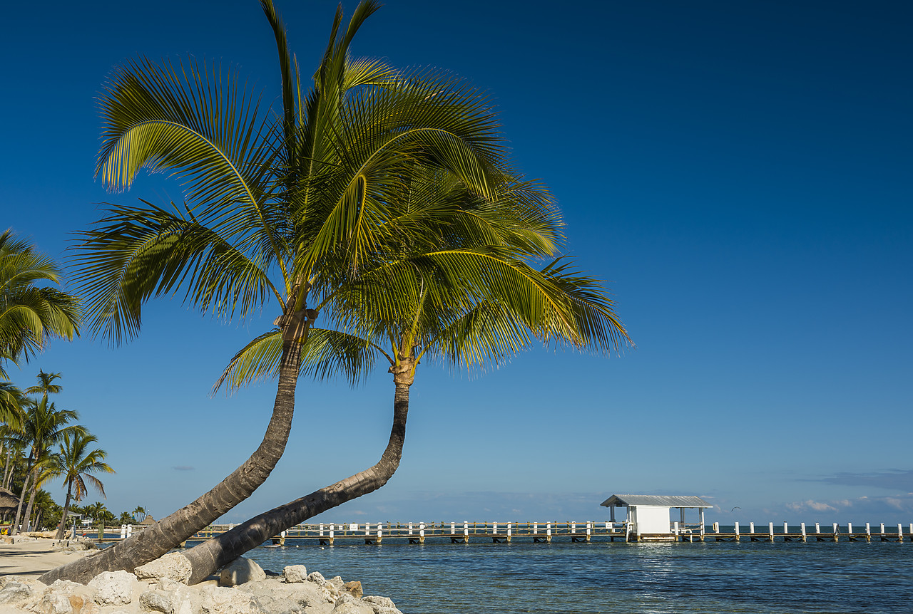 #140494-1 - Palm Trees & Jetty,  Islamorada, Florida Keys, USA