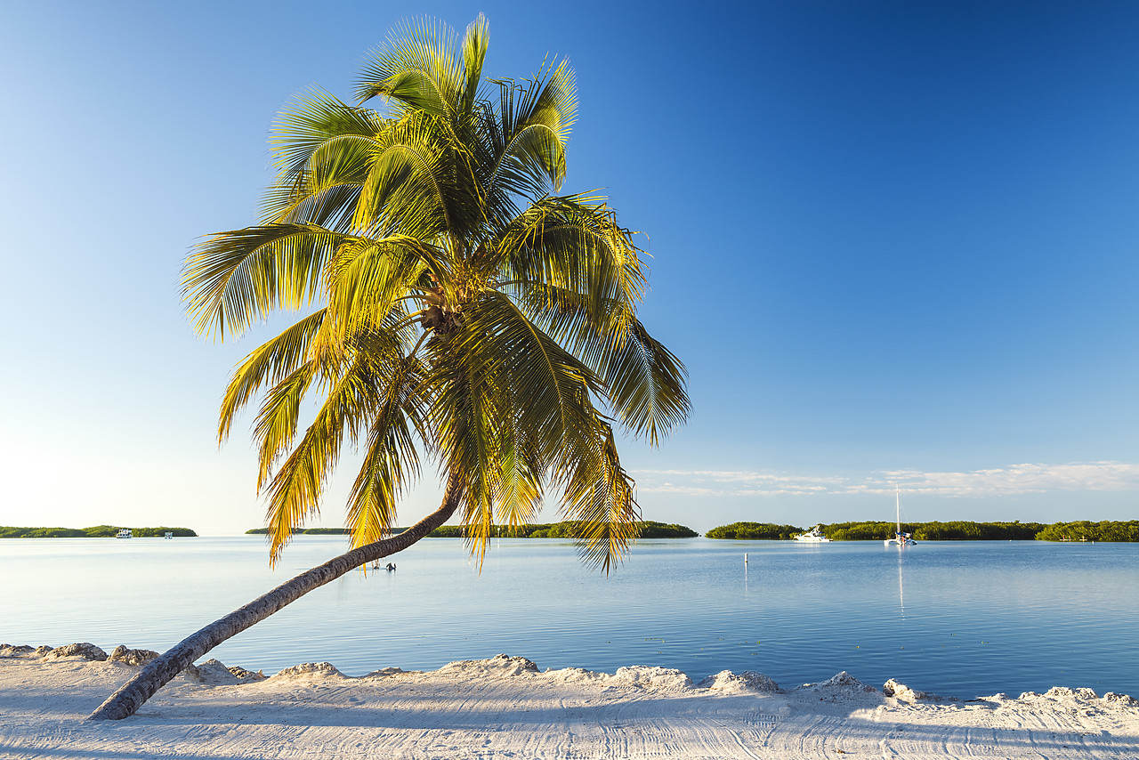 #140497-1 - Single Palm Tree, Islamorada, Florida Keys, USA