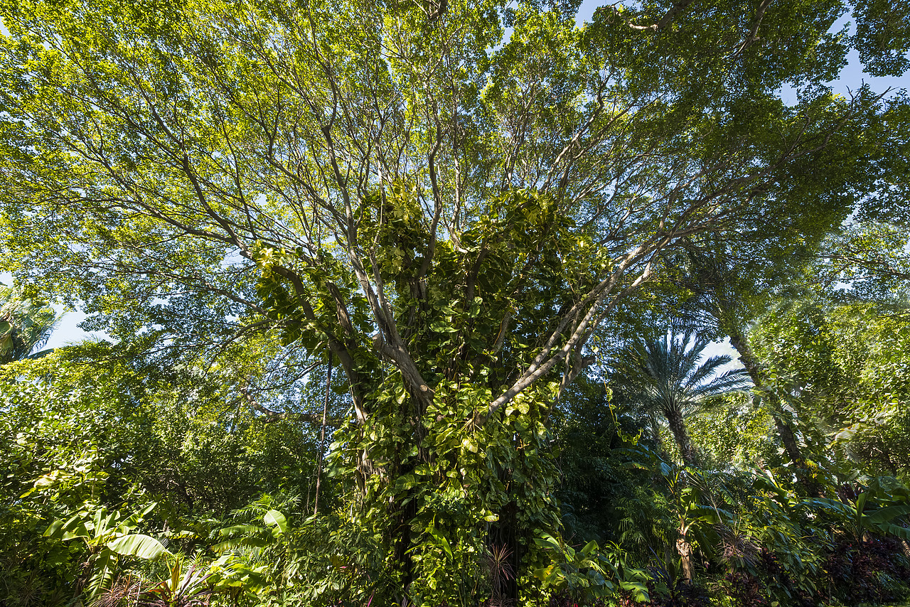 #140502-1 - Giant Banyan Tree, Islamorada, Florida Keys, USA