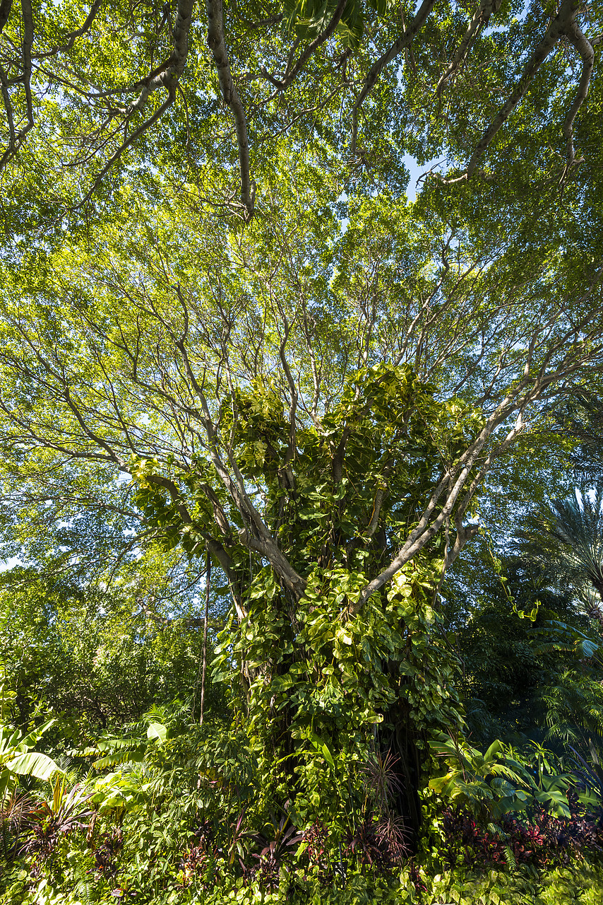 #140502-2 - Giant Banyan Tree, Islamorada, Florida Keys, USA