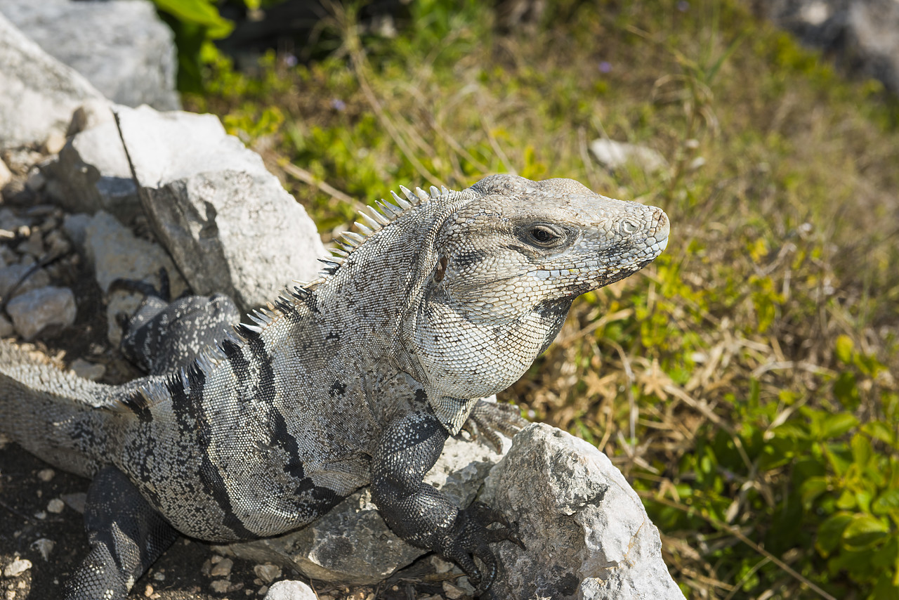 #150015-1 - Iguana, Tulum, Yucatan, Mexico