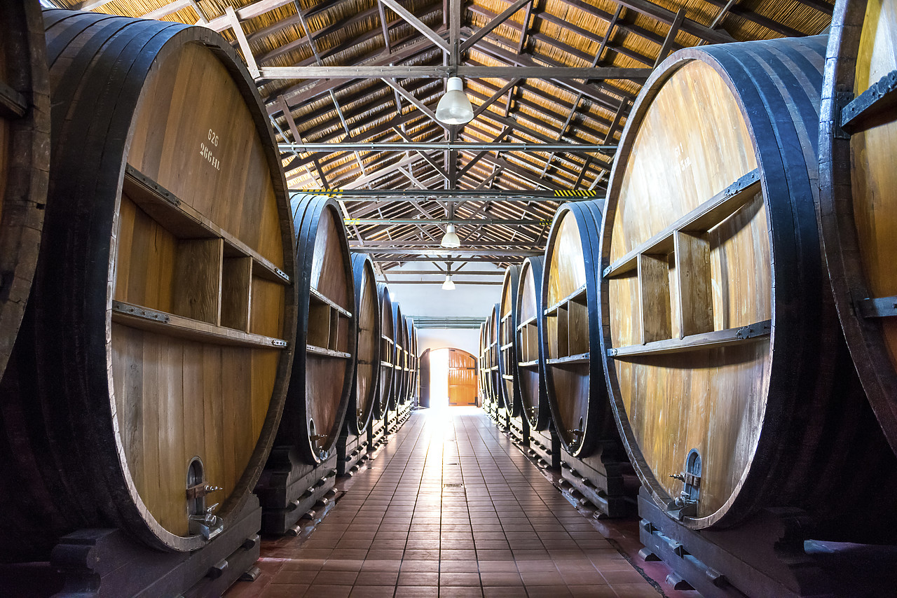 #150044-1 - Barrels of Wine, Mendoza, Argentina, South America