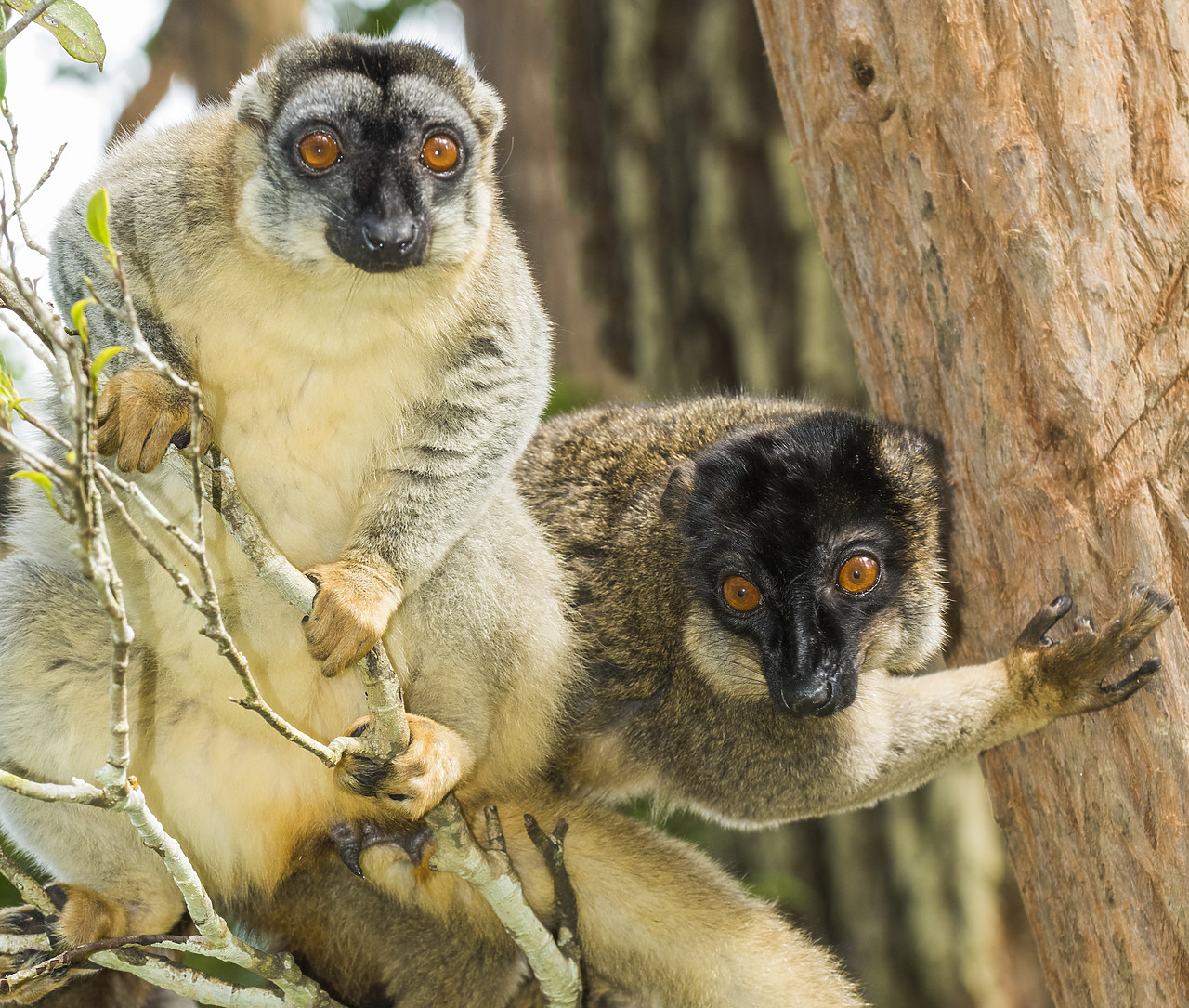 #150186-1 - Red Fronted Brown Lemurs (Eulemur rufifrons), Madagascar