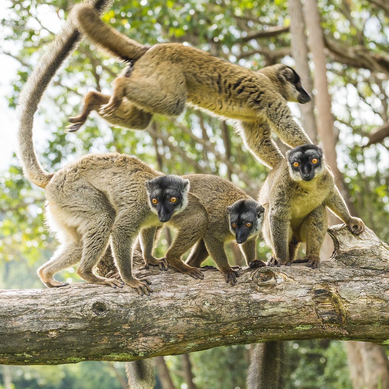 #150187-1 - Red Fronted Brown Lemurs (Eulemur rufifrons), Madagascar