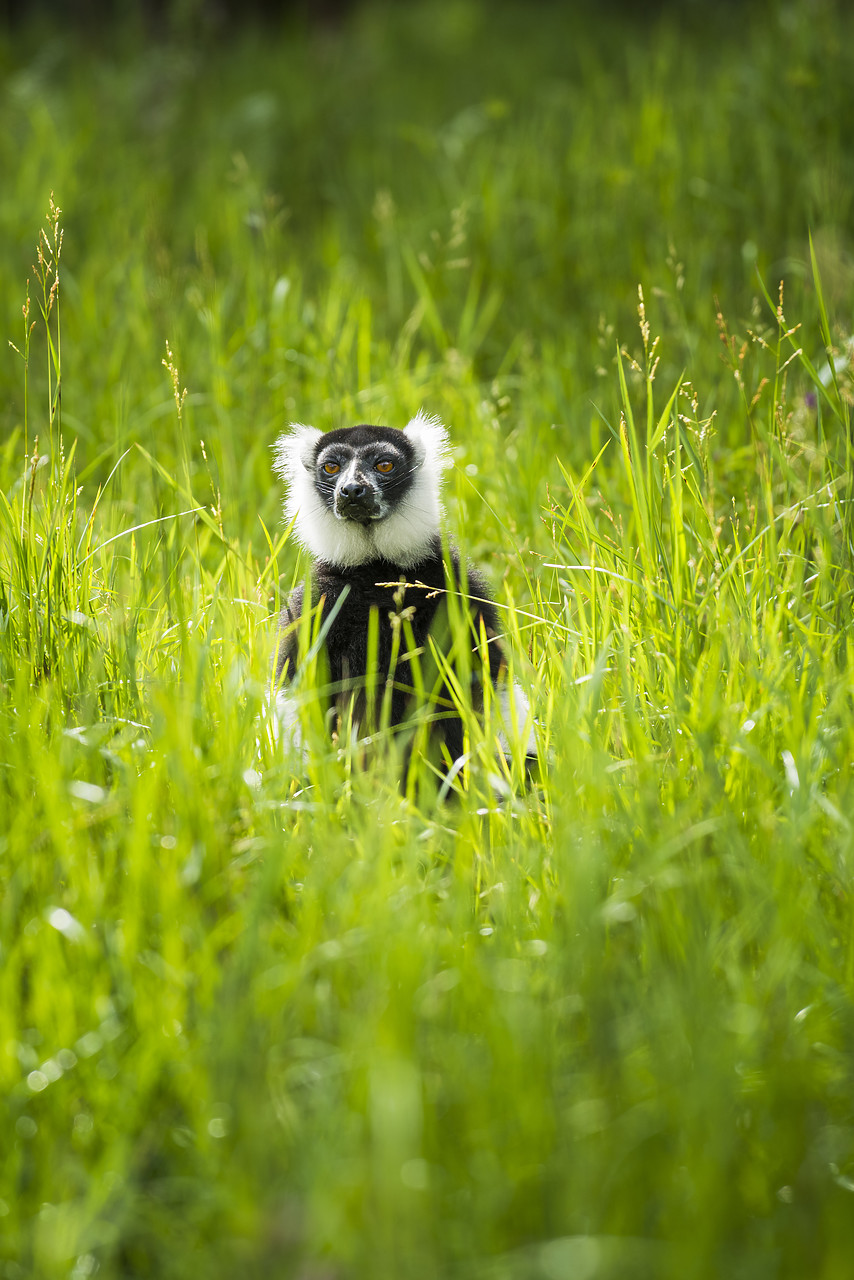 #150188-1 - Black & White Ruffed Lemur (Varecia variegata variegata), Madagascar