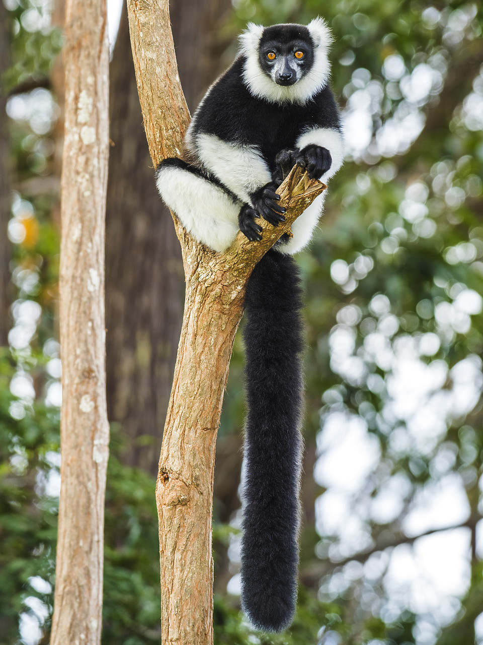 #150189-1 - Black & White Ruffed Lemur (Varecia variegata variegata), Madagascar