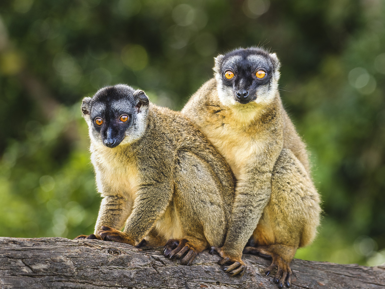 #150190-1 - Red Fronted Brown Lemurs (Eulemur rufifrons), Madagascar